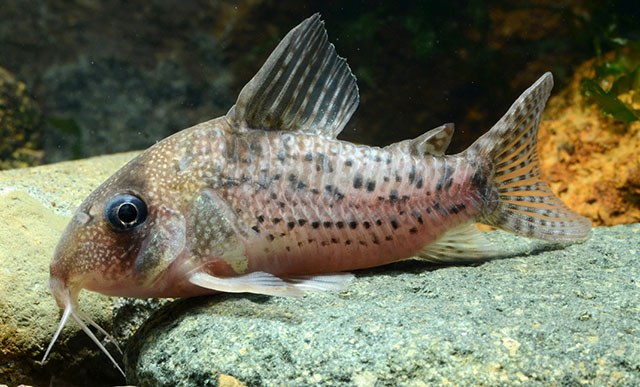 Hoplisoma noxium