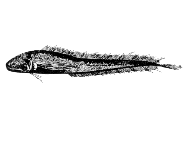 Holcomycteronus profundissimus