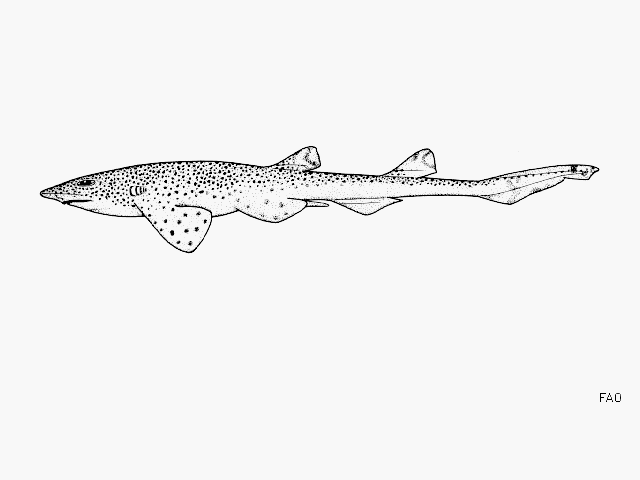 Holohalaelurus punctatus