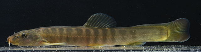 Homatula shexiang