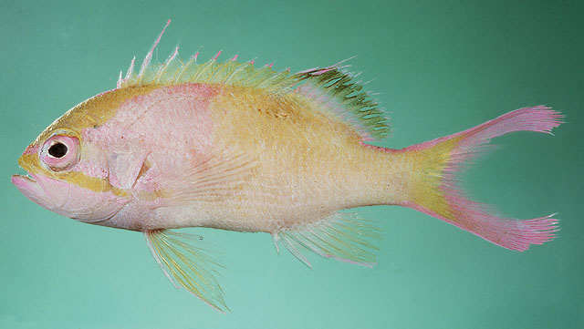 Odontanthias xanthomaculatus