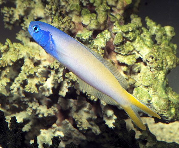 Hoplolatilus starcki