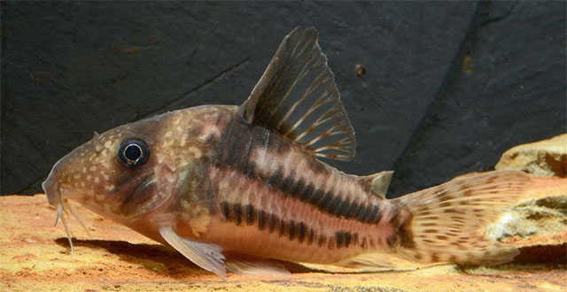 Hoplisoma tenebrosum