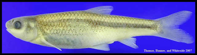 Hybognathus amarus