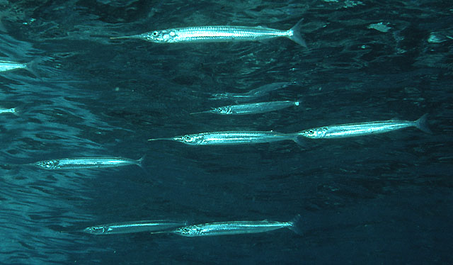 Hyporhamphus australis