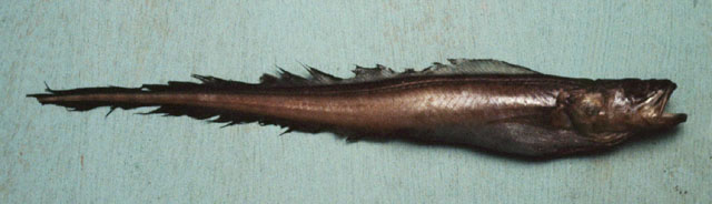 Hypopleuron caninum