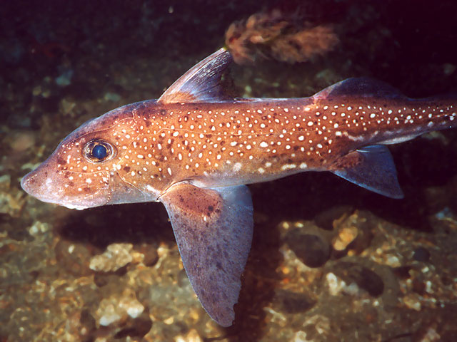 Hydrolagus colliei