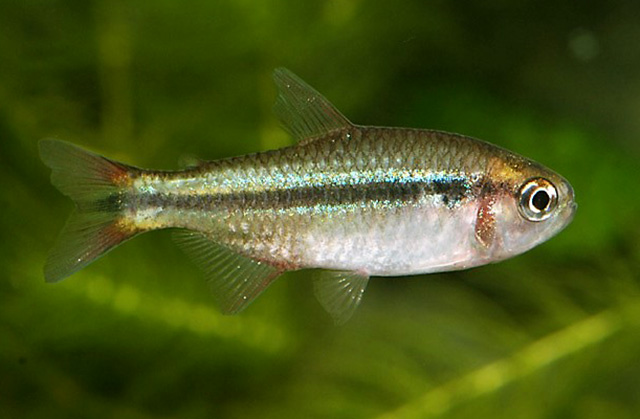 Hyphessobrycon comodoro