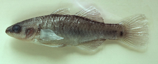Hypseleotris cyprinoides