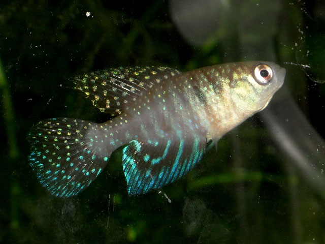 Hypsolebias hellneri