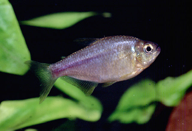 Hyphessobrycon itaparicensis
