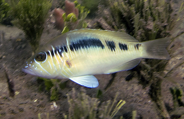 Hypoplectrus liberte