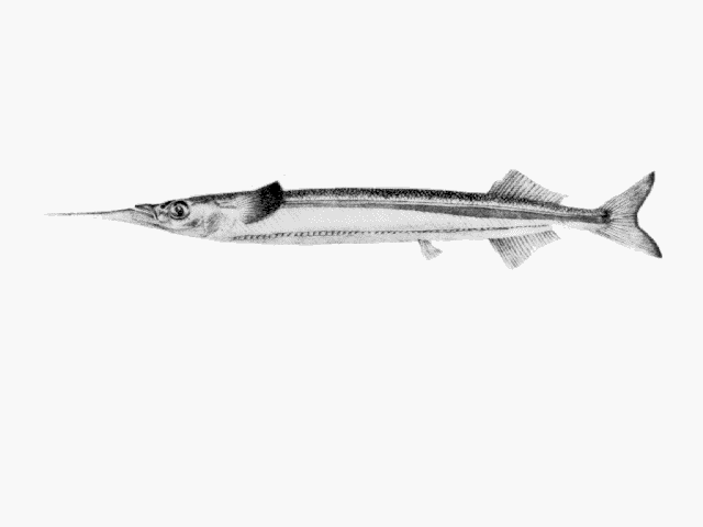 Hyporhamphus melanochir