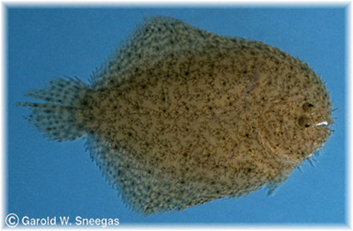 Hypoclinemus mentalis