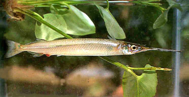Hyporhamphus mexicanus