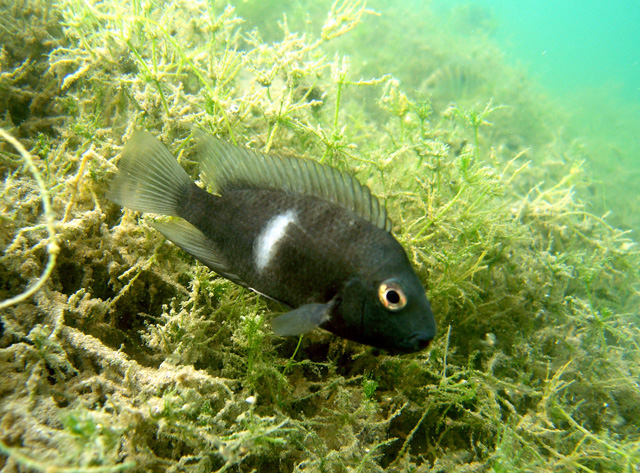 Hypsophrys nematopus