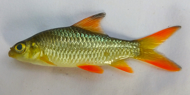 Hypselobarbus nitidus