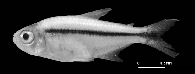 Hyphessobrycon paucilepis