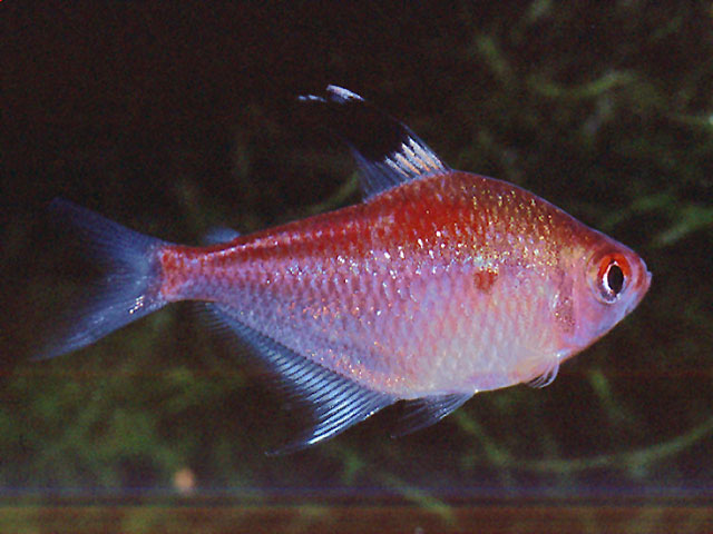 Hyphessobrycon pyrrhonotus