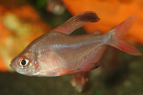 Megalamphodus rosaceus
