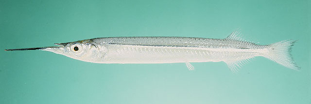 Hysin_u2.jpg