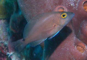 Hypoplectrus affinis
