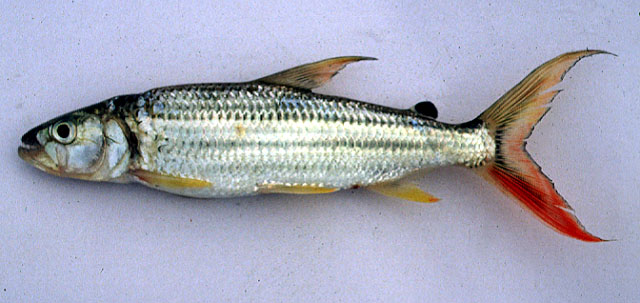 Hydrocynus vittatus