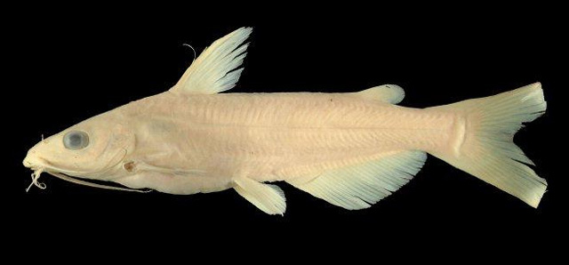 Ictalurus australis