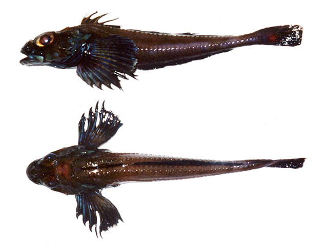 Icelus canaliculatus