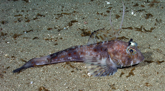 Icelinus filamentosus