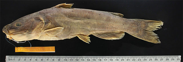 Ictalurus nazas