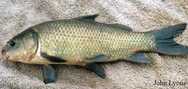 Ictiobus niger
