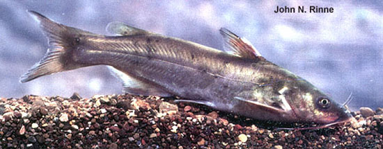 Ictalurus pricei