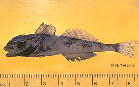 Icqua_u0.jpg