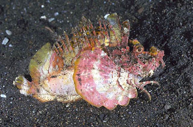 Inimicus didactylus