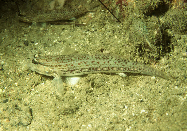 Istigobius campbelli