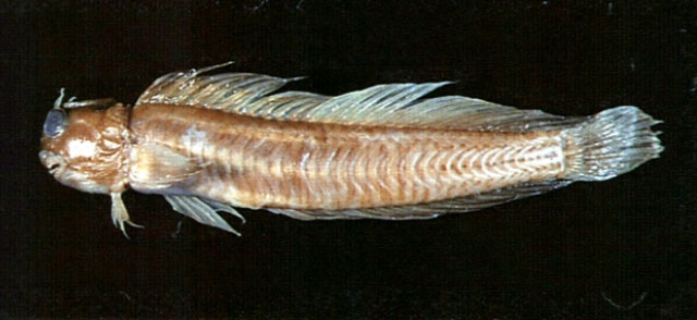 Istiblennius muelleri
