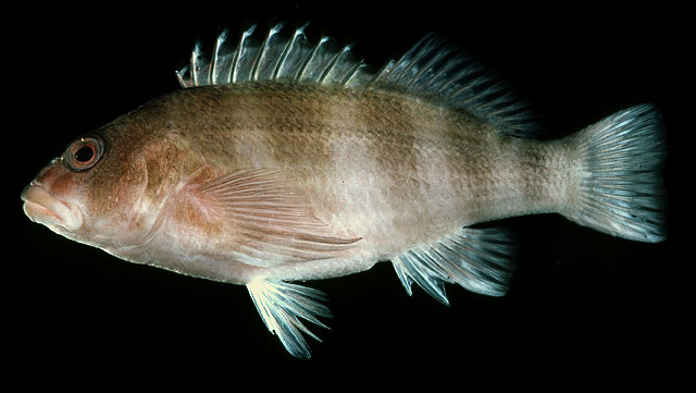 Isocirrhitus sexfasciatus