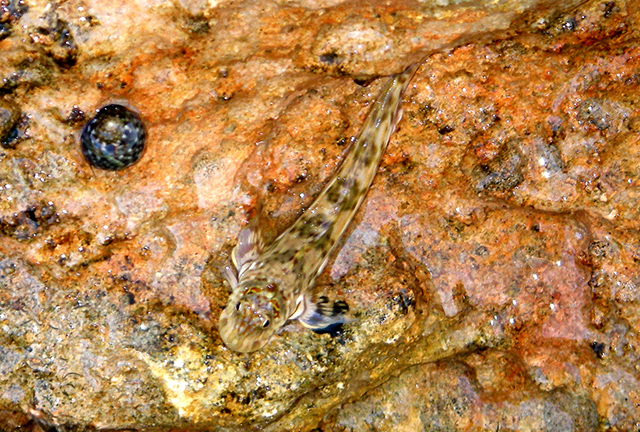Istiblennius unicolor