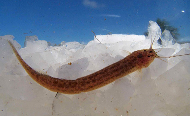 Ituglanis cahyensis