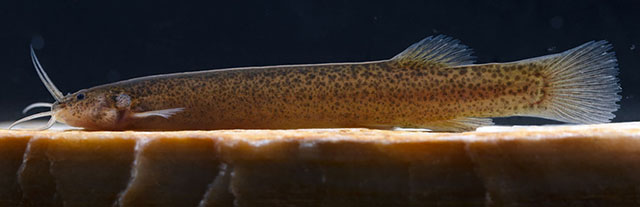 Ituglanis jussariensis