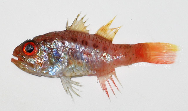 Jaydia erythrophthalma