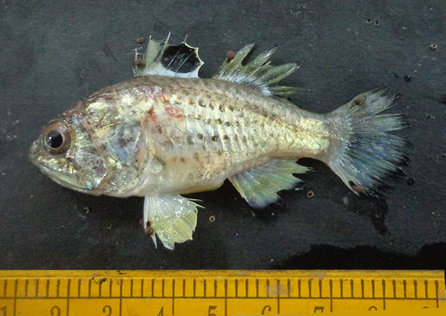Jaydia queketti