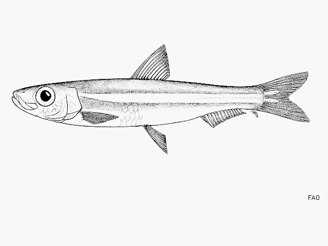 Jenkinsia stolifera