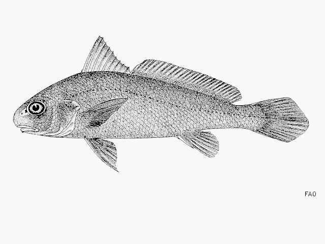 Johnius elongatus