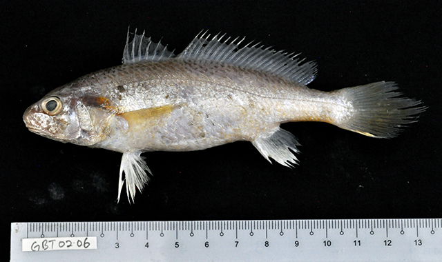 Johnius heterolepis