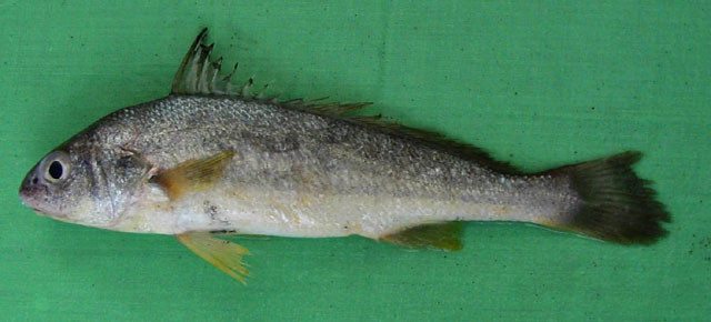 Johnius macrorhynus