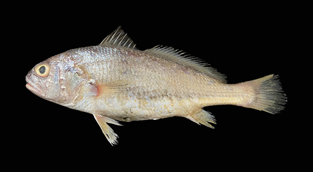 Johnius medidentatus