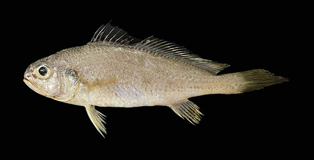 Johnius plagiostoma