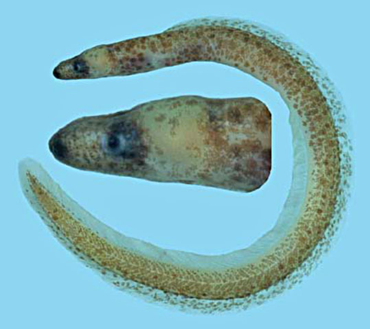 Kaupichthys atronasus